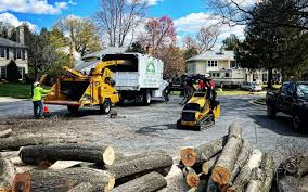 Citrus Park, AZ Tree Services Company