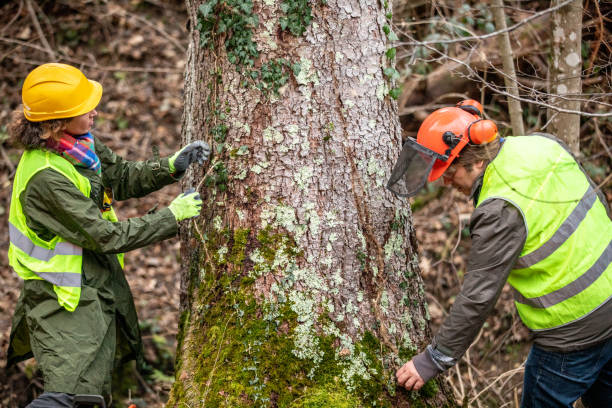 Tree Services