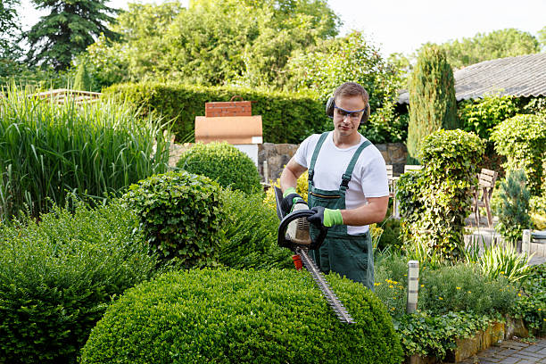 How Our Tree Care Process Works  in  Citrus Park, AZ